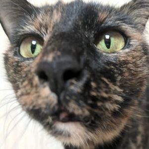 Meet your Posher, Estrella